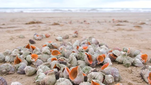 Many beautiful shells of rapan in the sand on the black sea coast. Sea waves.