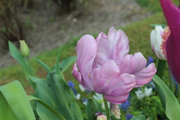 pink flower in the garden