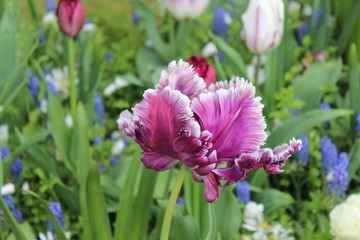 pink flower in the garden