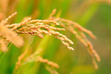 Ripe rice, in the paddy fields