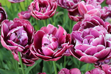 pink tulips in the garden