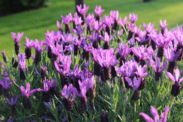 field of purple flowers
