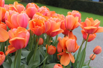 field of red tulips