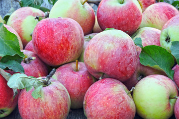 Fresh juicy pink apples on a wooden surface. Apple harvest. Apples, just plucked from the tree.