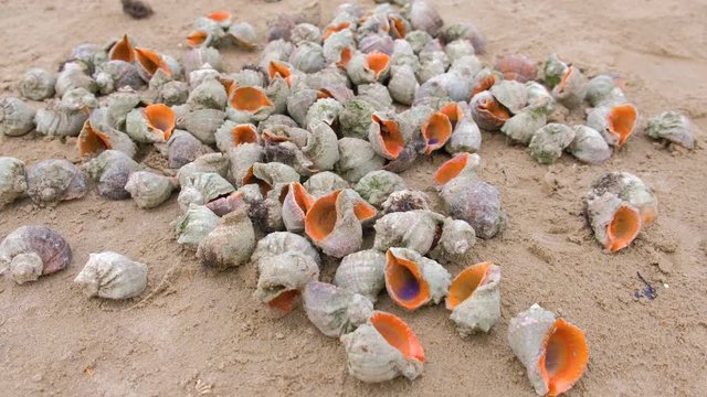 Many beautiful shells of rapan in the sand on the black sea coast.