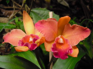 Obraz na płótnie Canvas orquidea