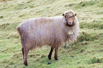 Sheep looking at you