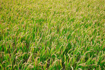Growing rice, in the paddy fields