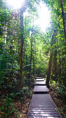 Fototapeta na wymiar Malaysia Taman Negara Rain Forest