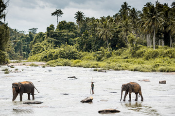 Elephants in Sri Lanka