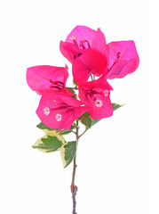 Pink bougainvillea isolated on white background