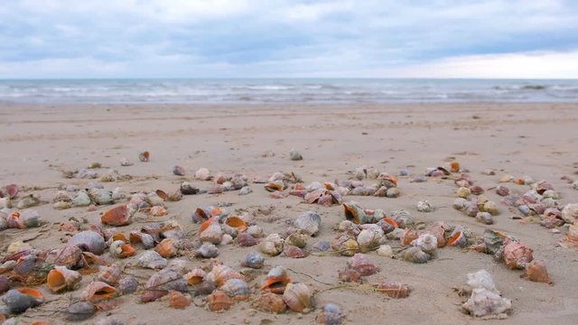 Many beautiful shells of rapan in the sand on the black sea coast. Sea waves.