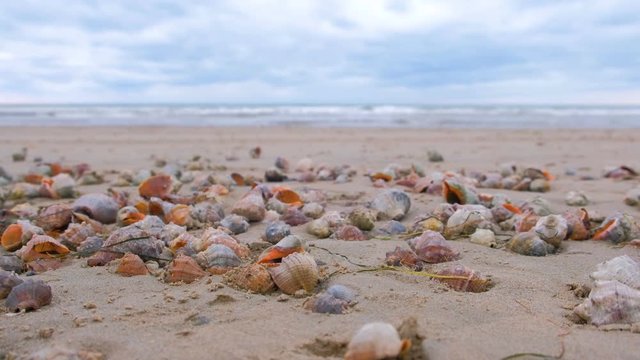 Many beautiful shells of rapan in the sand on the black sea coast. Sea waves.