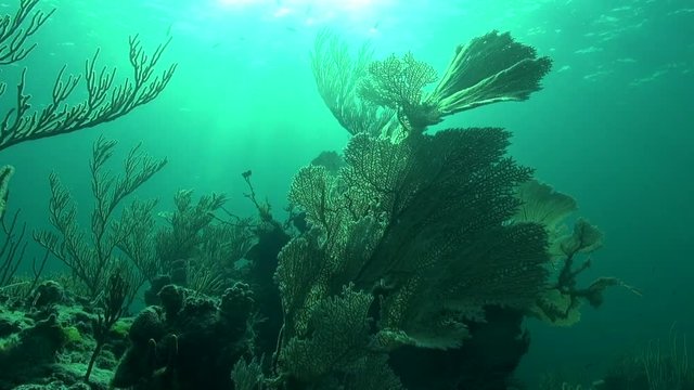 Reef and sunball