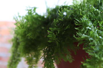 Fototapeta premium Potted plant