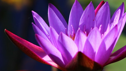 Fototapeta premium Ninféia