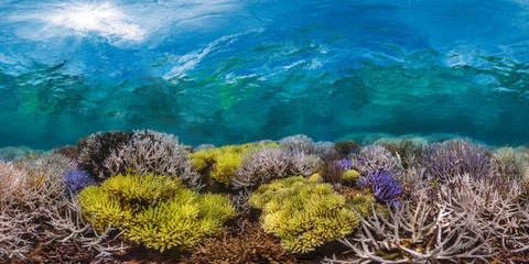 New Caledonia fluorescing coral reef