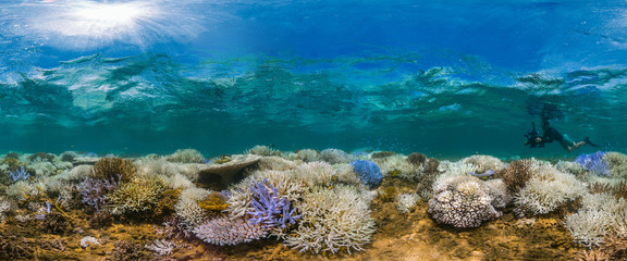 Fluorescing coral reef with photographer