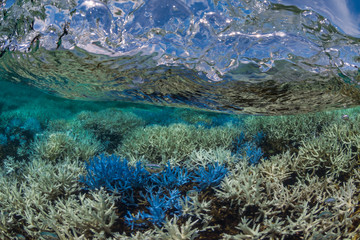 Fluorescing coral among bleached reef
