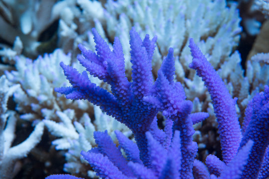 Bright neon purple fluorescing coral