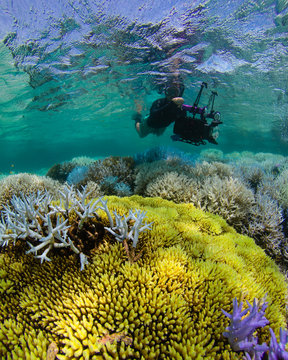 Fluorescing coral reef with photographer
