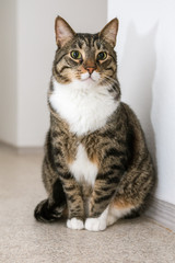 Relaxed tabby kitten sittiong on the floor