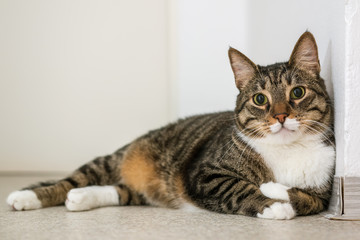 Relaxed tabby kitten lying on the floor