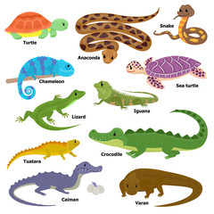 Reptile vector animal reptilian character lizard turtle iguana and chameleon pet illustration set of crocodile varan dragon isolated on white background