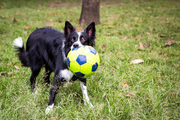 Border Collie black and white
