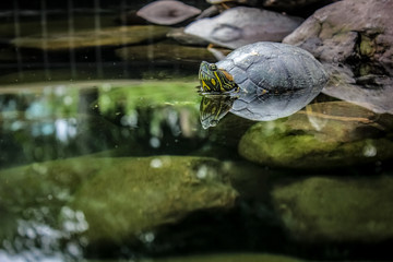 turtle in a pond with water reflection - tartaruga com reflexo da água