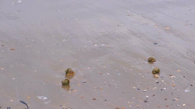 Sandy beach with rapan shells and a conch shell. Storm waves in the sea.