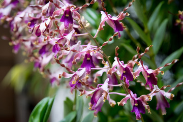 Rare Dendrobium Orchid from Singapore gardens