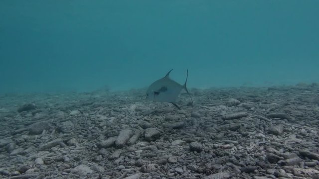 Palometa in shallow water