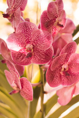 Obraz na płótnie Canvas pink orchid on green background