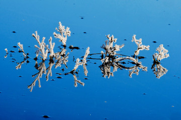 Frost covered plant in blue water during cold winter.