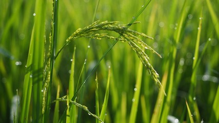 Green rice tree in the morning