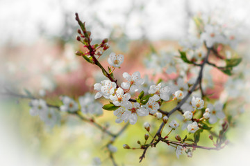Close up of the blooming branch of the fruit tree.