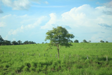 Obraz premium tree in the field