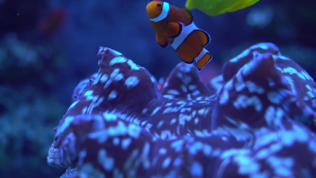 Clown Fish in Coral Groups.