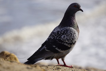 Standing Pigeon