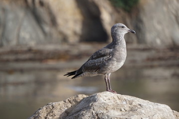 Seagull on Rock at Beach