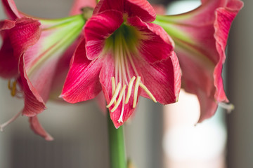 large pink blooming flower