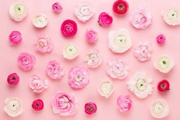 Beautiful colored ranunculus flowers on a pink  background. Spring greeting card.