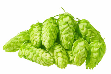 Obraz premium Fresh green hop cones isolated on white background