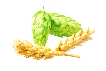 Natural ingredients for making beer isolated on white background.