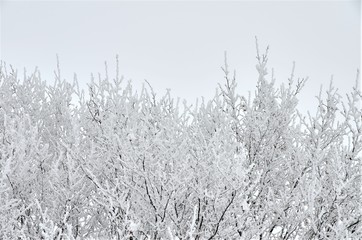 tree branches in hoarfrost background