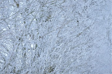 Fototapeta premium tree branches in hoarfrost background