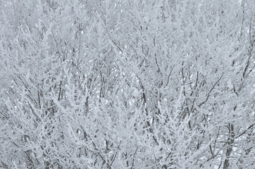 tree branches in hoarfrost background
