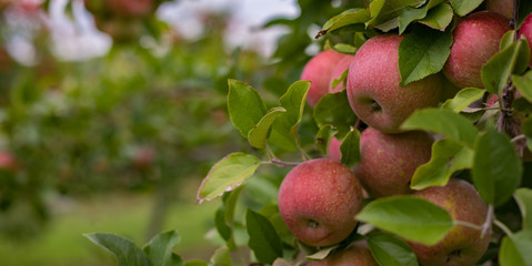 Beautiful bokeh photo of an apple orchard perfect for a simple background.