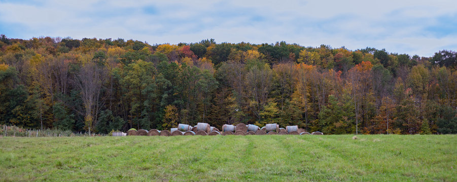 A beautiful fall landscape of an open field with hay bales in front of colorful autumn leaves.